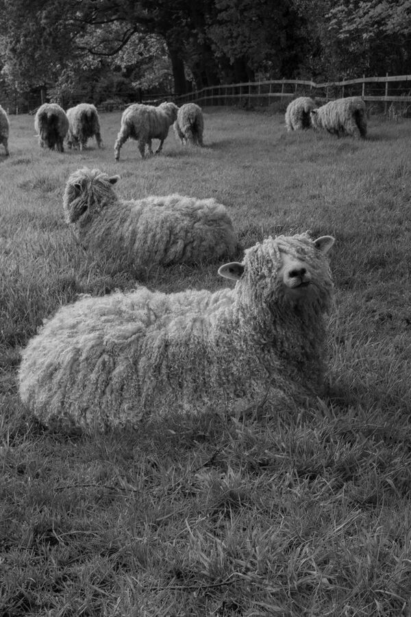 Looking Sheepish - Katharine Showell